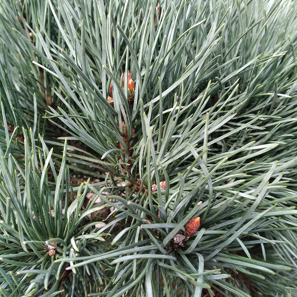Сосна обыкновенная Ватерери С10 (высота 50-60см) 1шт/Pinus sylvestris Watereri
