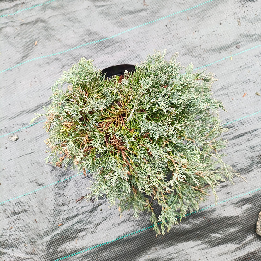 Можжевельник горизонтальный Айс Блу С5 1шт /Juniperus horizontalis Icee Blue 