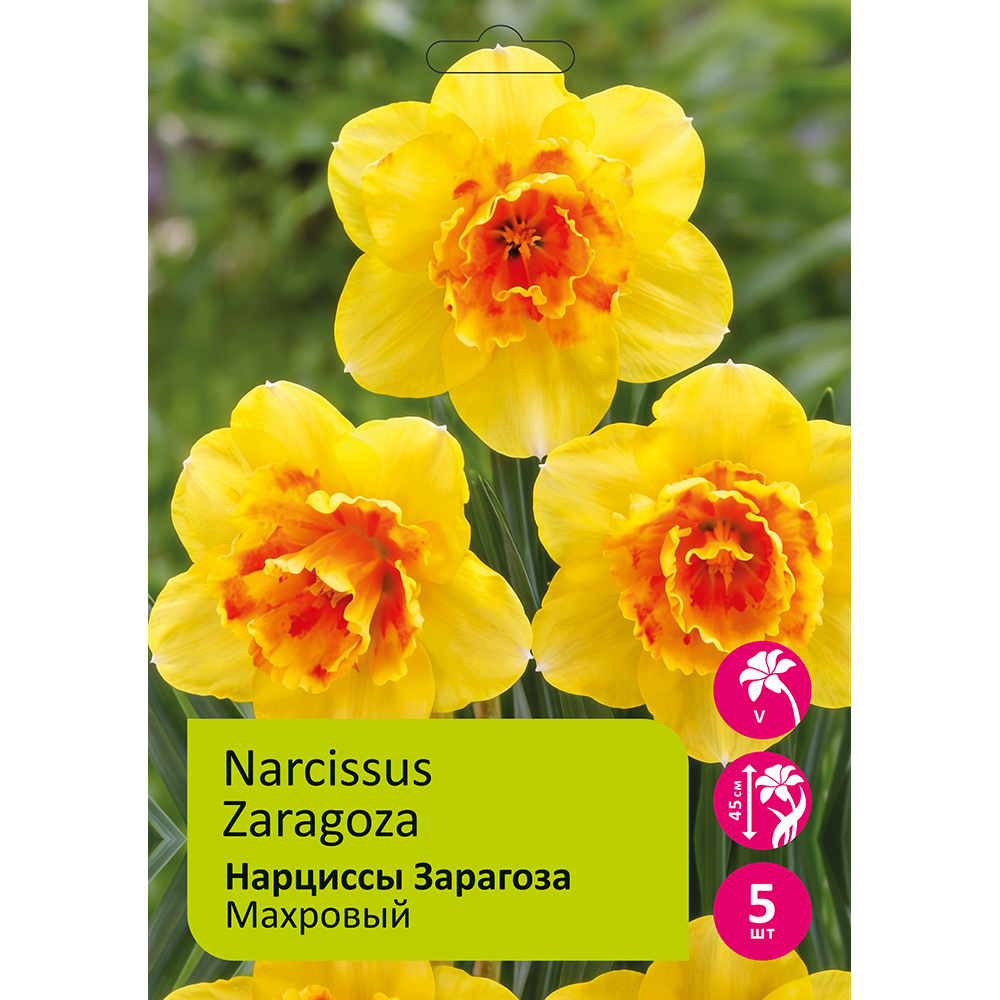 Нарциссы Зарагоза 5шт 14/16 /NARCISSUS ZARAGOZA