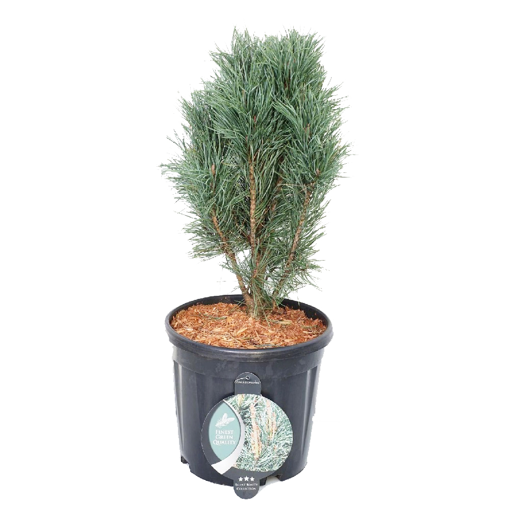 Сосна обыкновенная Фастигиата С13 (высота 50-60см) 1шт/Pinus strobus​ Fastigiata