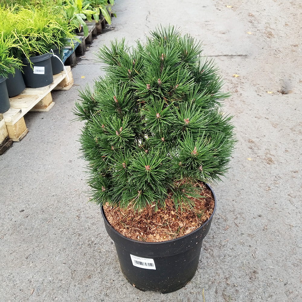 Сосна горная Гном Файндинг С10 (высота 30-40см) 1шт /Pinus mugo Gnom Finding