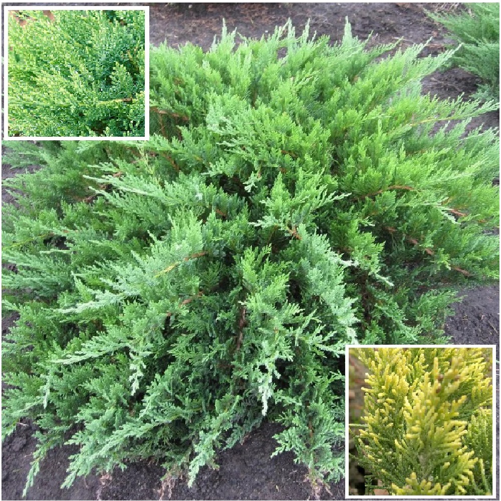 Можжевельник казацкий Тамарисцифолия С7,5 25-30 1ш/Juniperus sabina Tamariscifolia