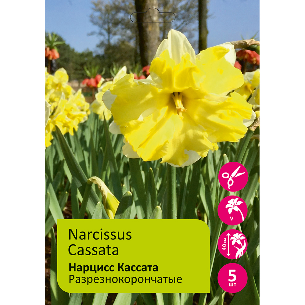 Нарциссы Кассата 5шт 14/16/Narcissus Cassata