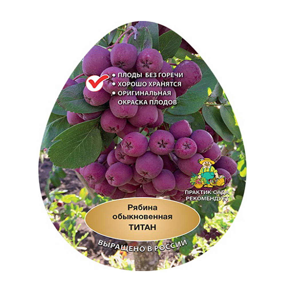 Рябина Титан (подвой рябина обыкновенная) (в сетке) 1шт