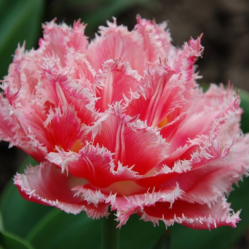 Тюльпаны Квинсленд 5 шт Бахромчатые махровые 11/12/Tulip Queensland