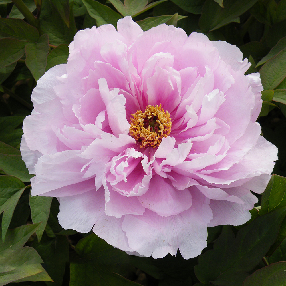 Пион древовидный Нефритовый цветок 1шт/Paeonia Ru Hua Si Yu (Flower like jade)(Ру Хуа Сы Ю)