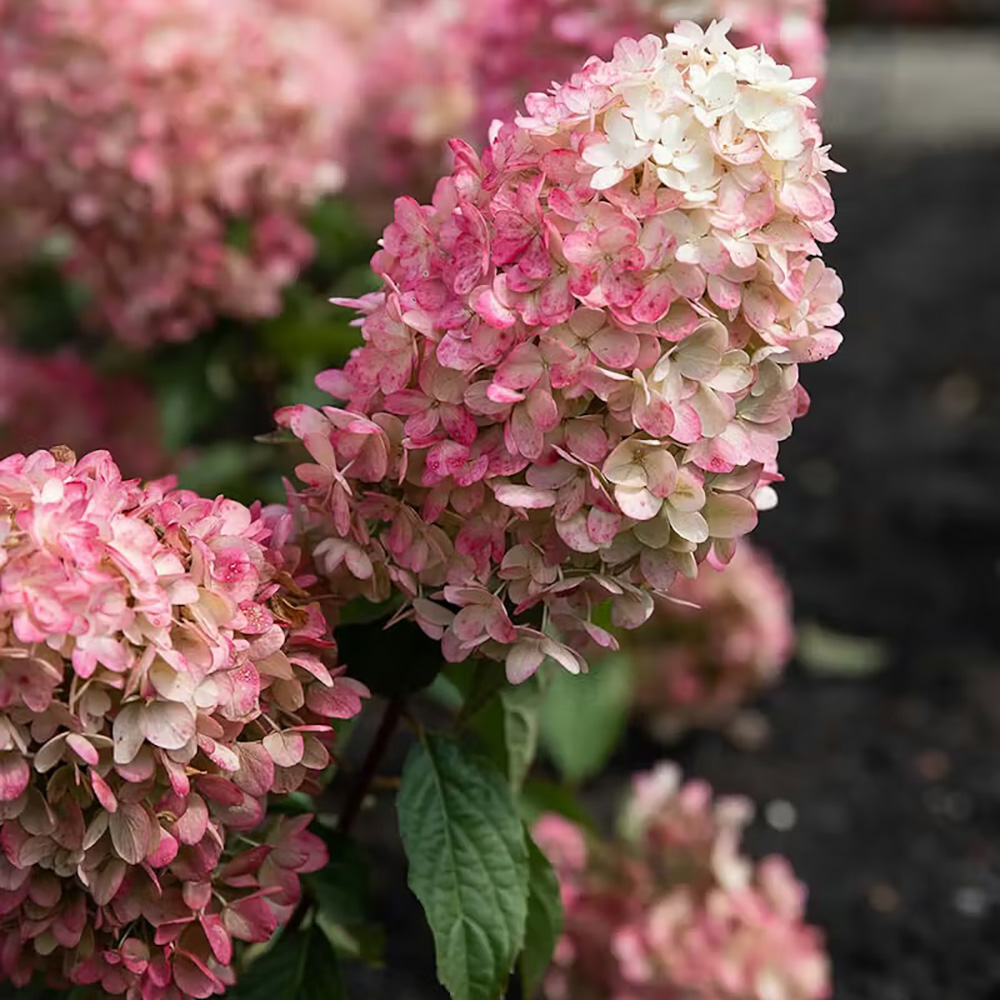 Гортензия метельчатая Ливинг Расберри Пинк С2 1шт /Living Rasberry Pink