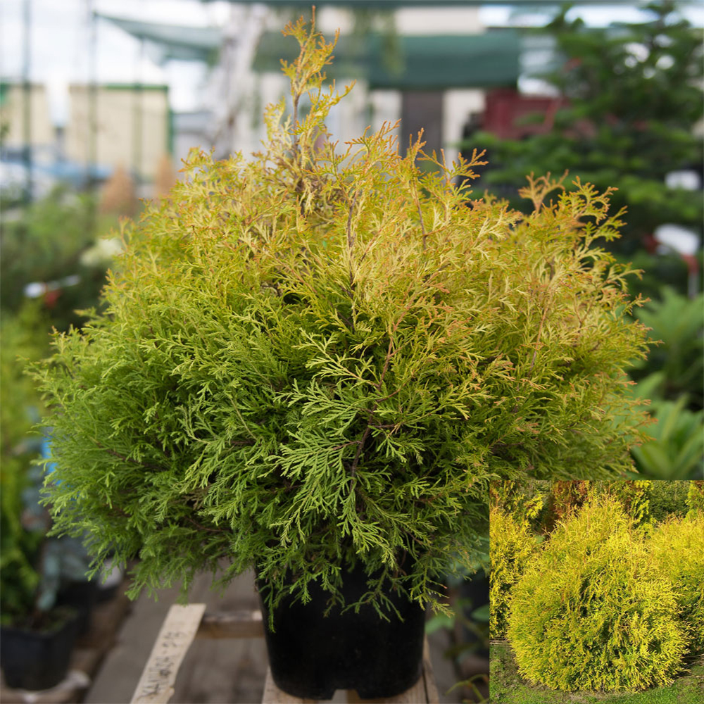 Туя западная Рейнголд С5 1шт/Thuja occidentalis Rheingold