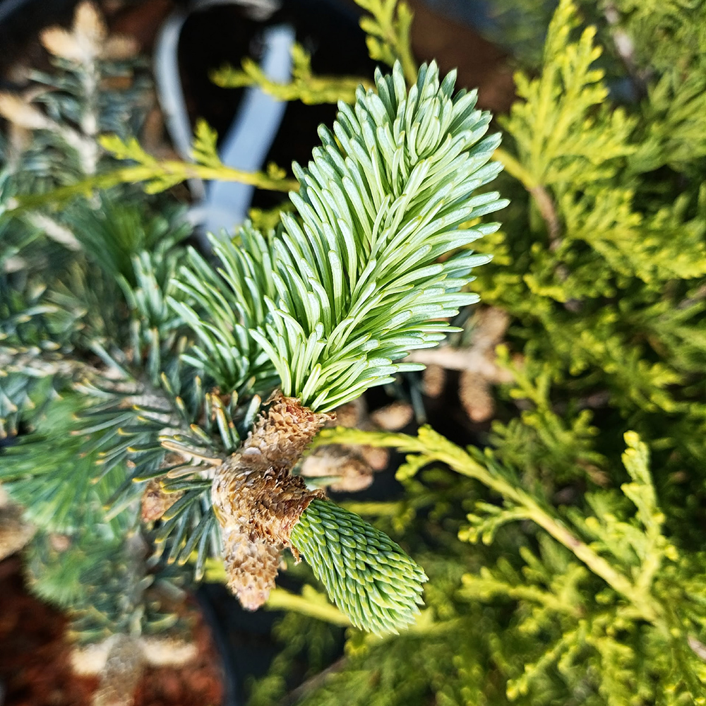 Пихта субальпийская (горная) Компакта С5 1шт / Abies lasiocarpa Compacta