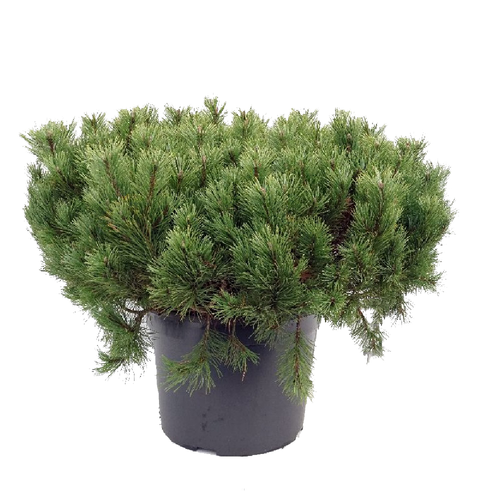 Сосна горная Мугус С35 (высота 80-100см) 1шт/Pinus mugo mugo (mughus)