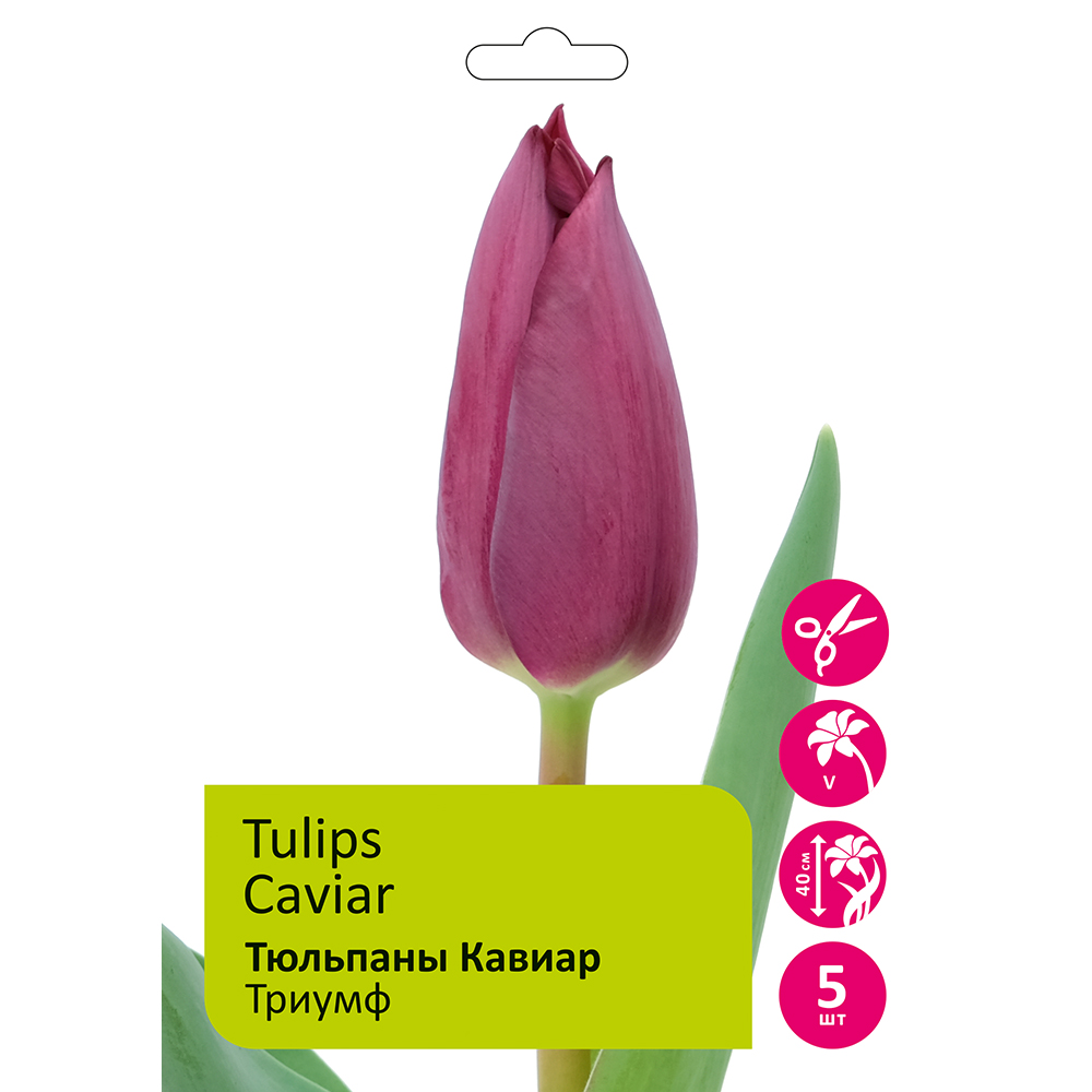 Тюльпаны Кавиар 5шт 12/+/TULIPA CAVIAR