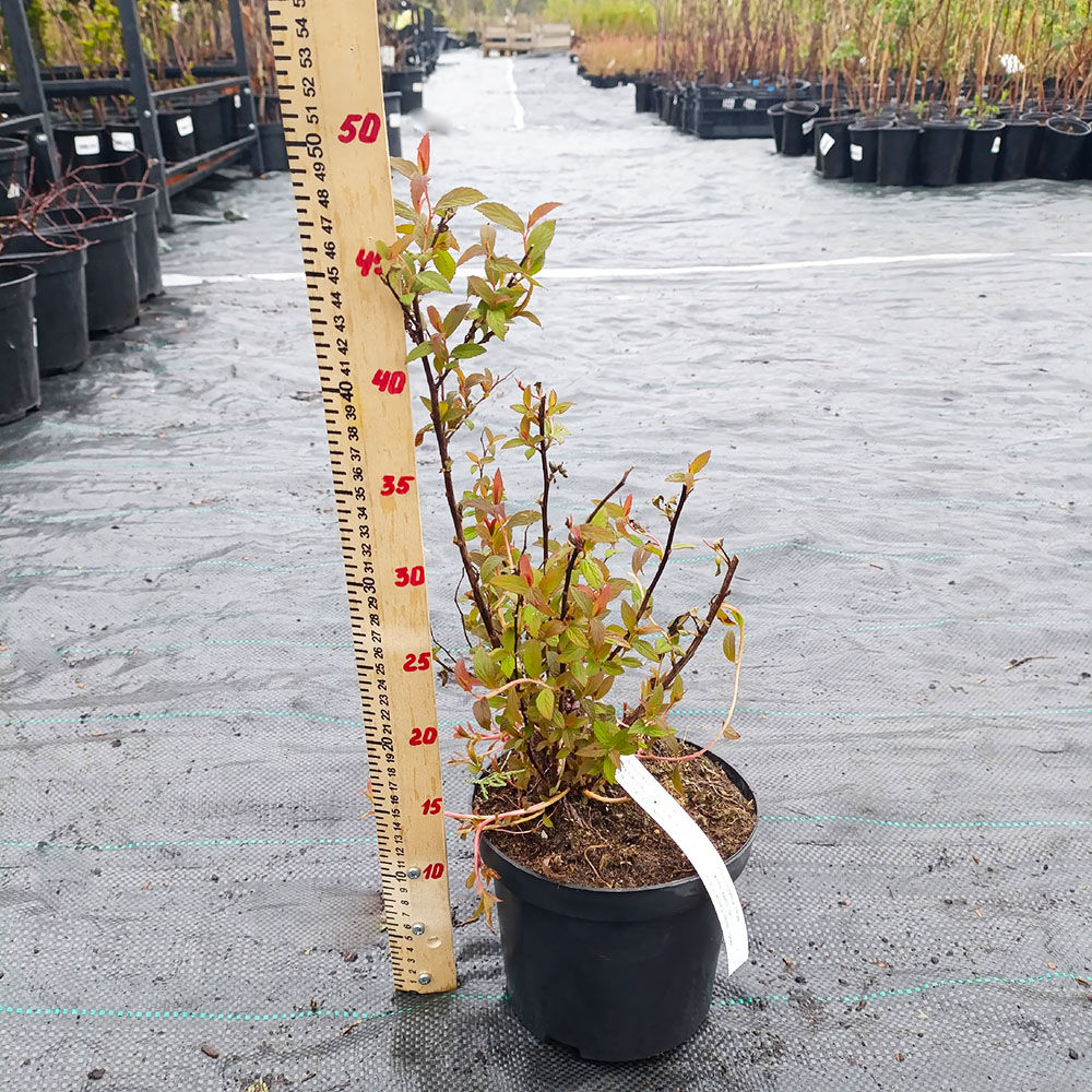 Спирея японская Широбана(Генпей) C1.5-2 1шт/Spiraea japonica Shirobana(Genpei)