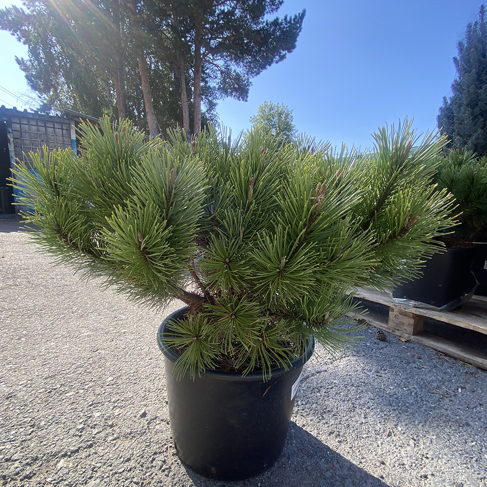 Сосна горная Винтер Голд С15 (высота 40-50см) 1шт/Pinus mugo Winter Gold