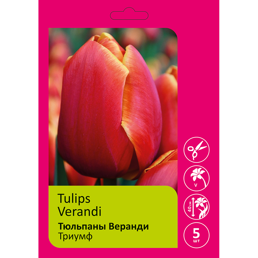 Тюльпаны Веранди 5шт Триумф 12/+ /Tulips Verandi