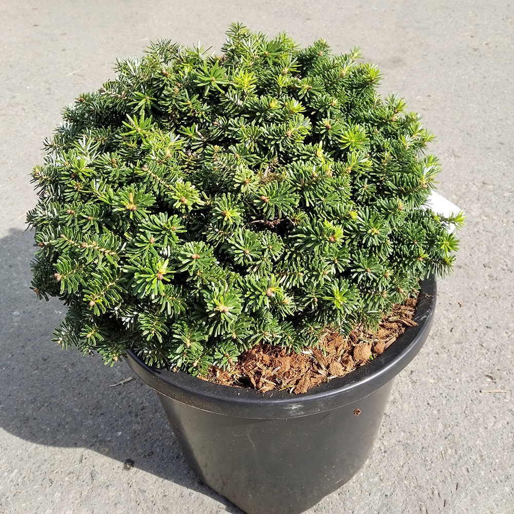 Пихта корейская Брилиант С12 (высота 30-35см) 1шт /Abies koreana Brilliant
