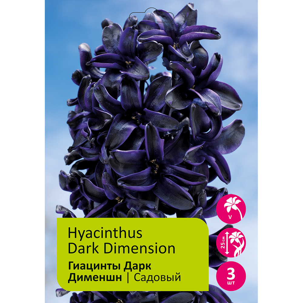 Гиацинты Дарк Димейшн 3шт 17/18 /HYACINTH DARK DIMENSION