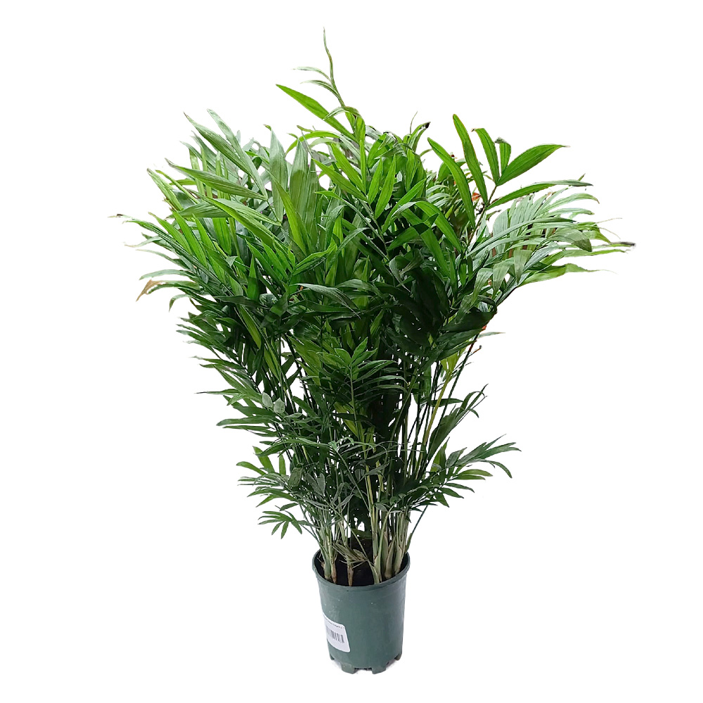 Хамедорея Элеганс d15  1шт/Elegans
