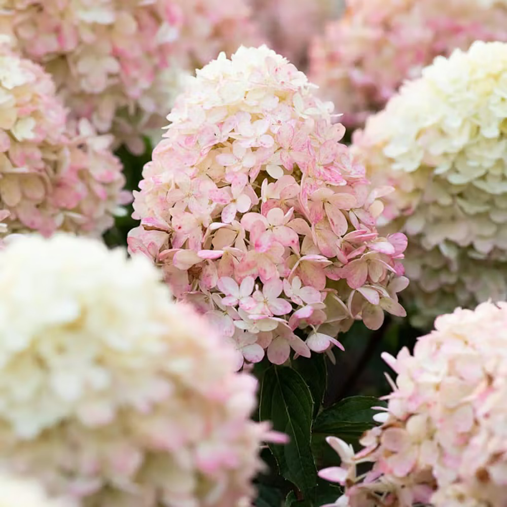 Гортензия метельчатая Ливинг Расберри Пинк С2 1шт /Living Rasberry Pink