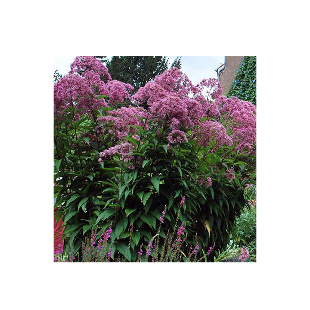 Посконник пятнистый Атропурпуреум Р13 1шт/Eupatorium maculatum Atropurpureum