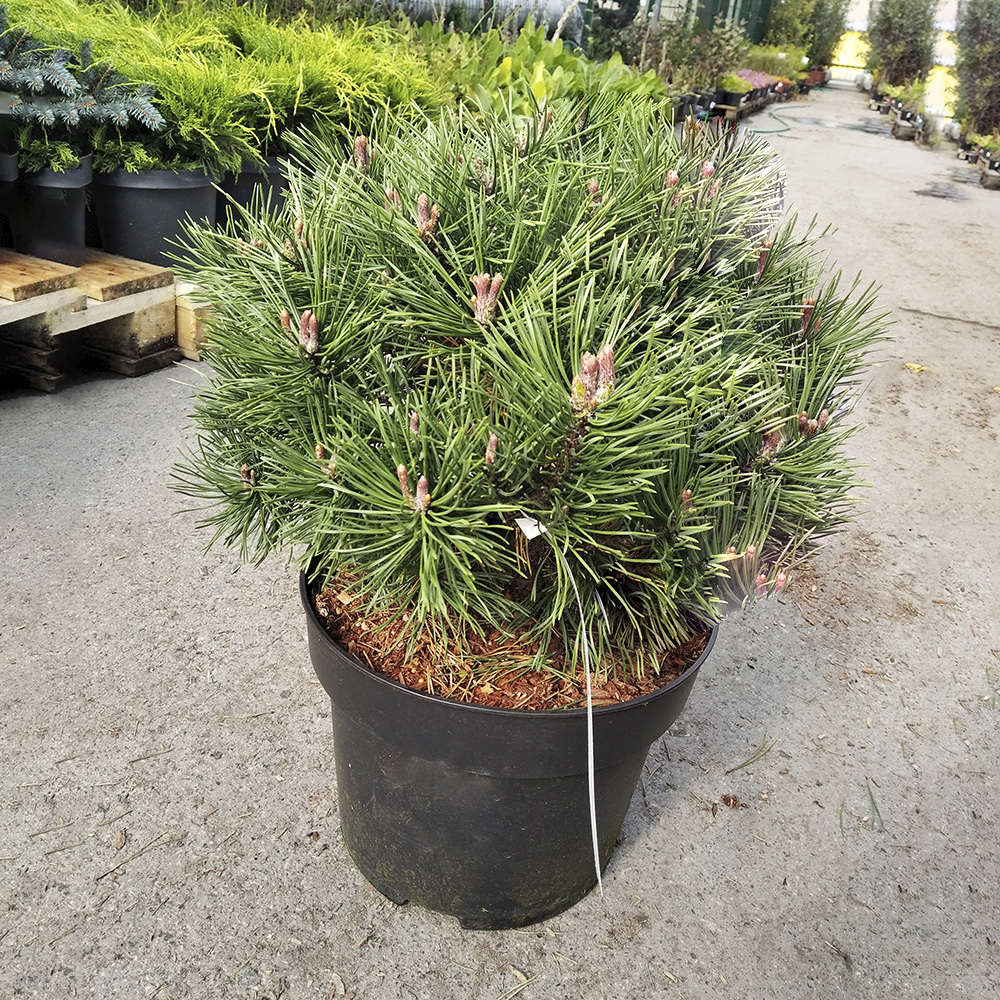 Сосна горная Шервуд Компакт С20 (высота 30-40см) 1шт/Pinus mugo Sherwood Compact