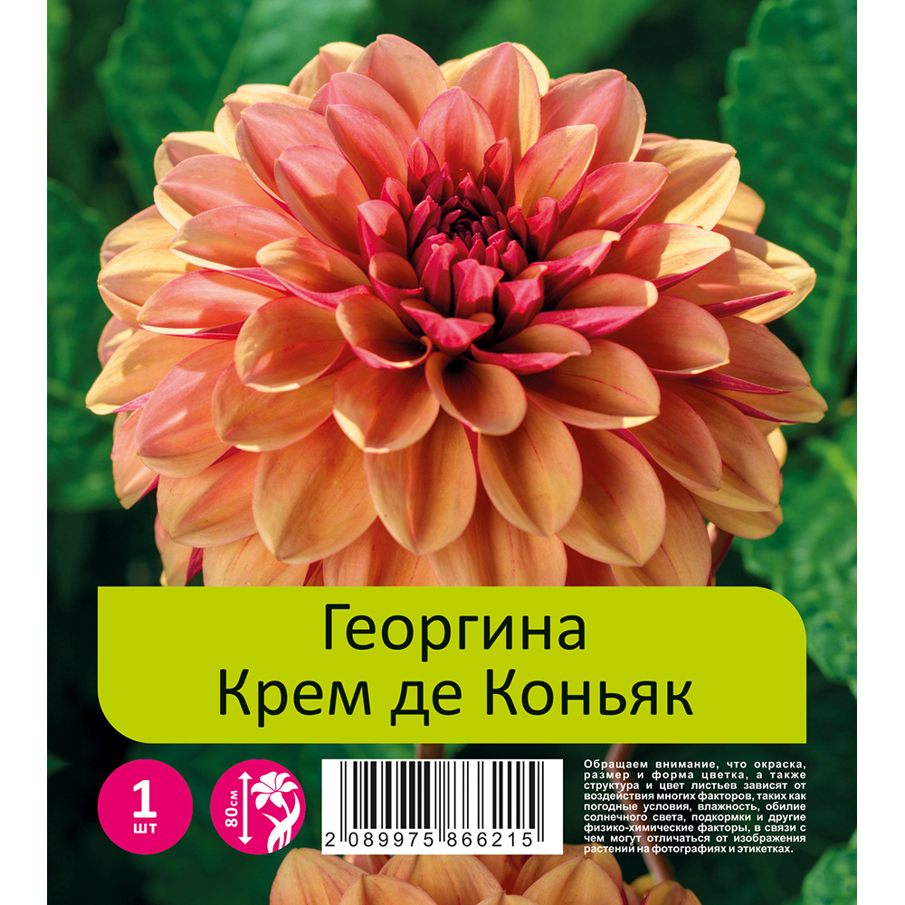 Георгина Крем де Коньяк 1шт /Dahlia Creme de Cognac