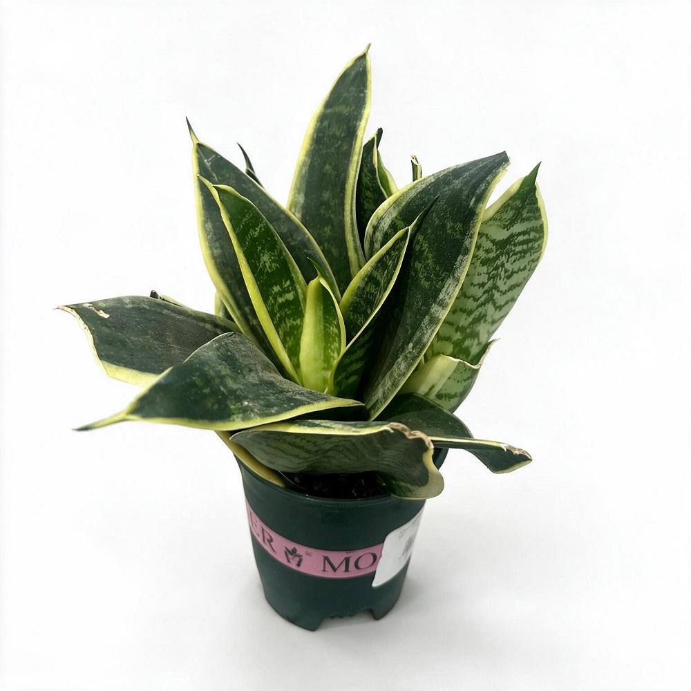 Сансевиерия Tiger Ear Orchid д. 12