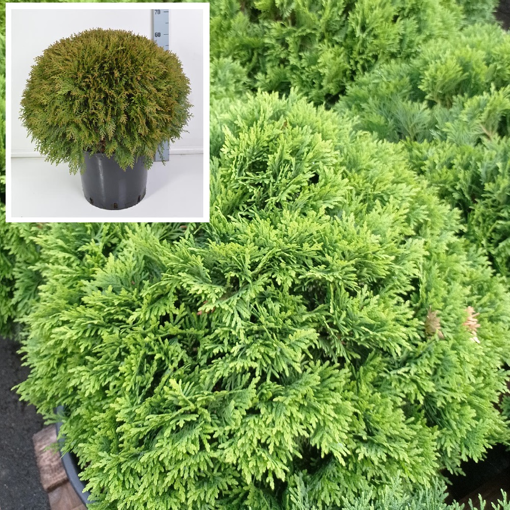 Туя западная Даника С25 (высота 60-70см) 1шт/Thuja occidentalis Danica