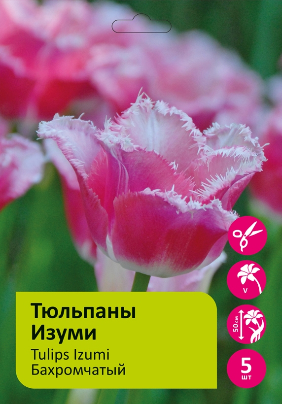 Тюльпаны Изуми 5 шт 12/+/Tulip Izumi