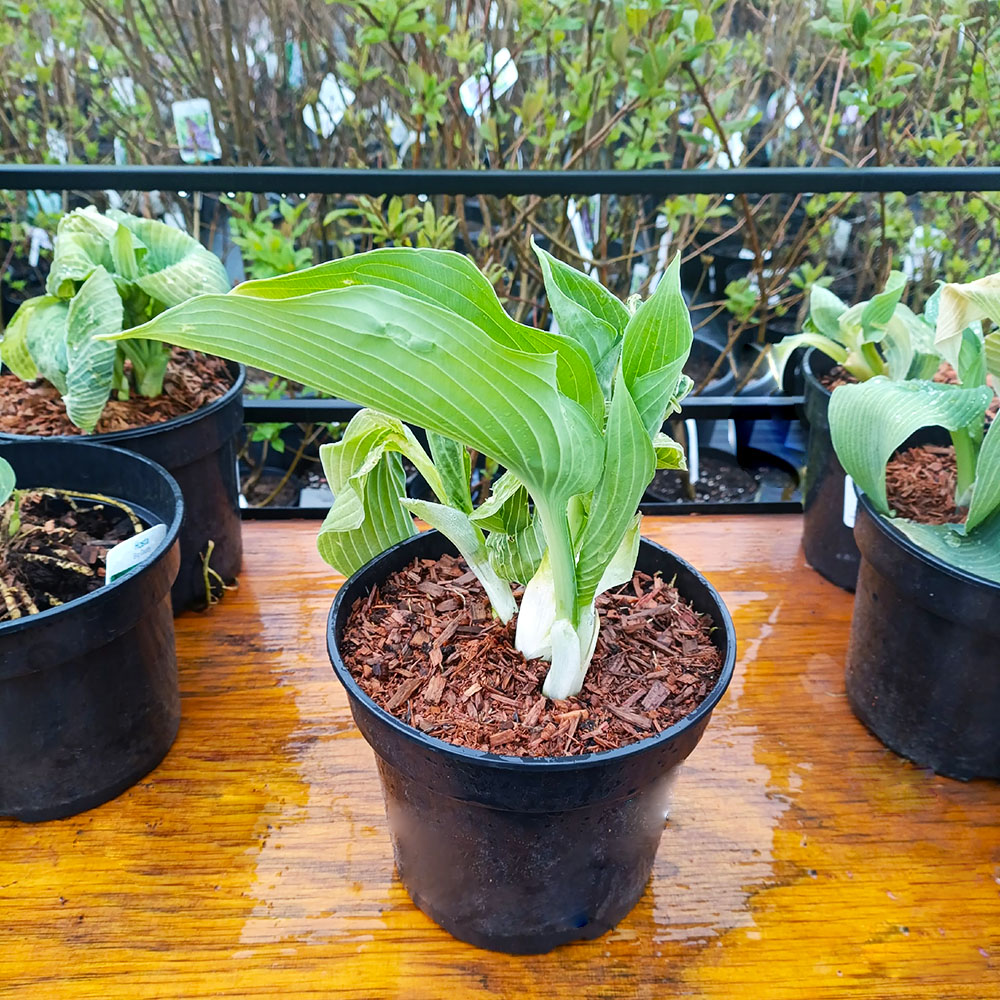 Хоста Биг Мама гибридная С3 1шт/Hosta Big Mama