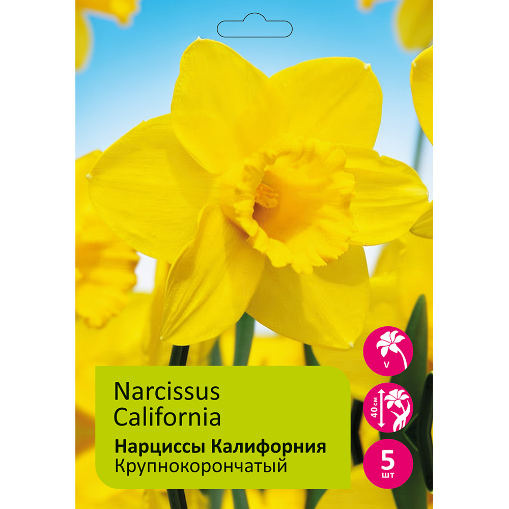 Нарциссы Калифорния 5шт 14/16 /NARCISSUS CALIFORNIA