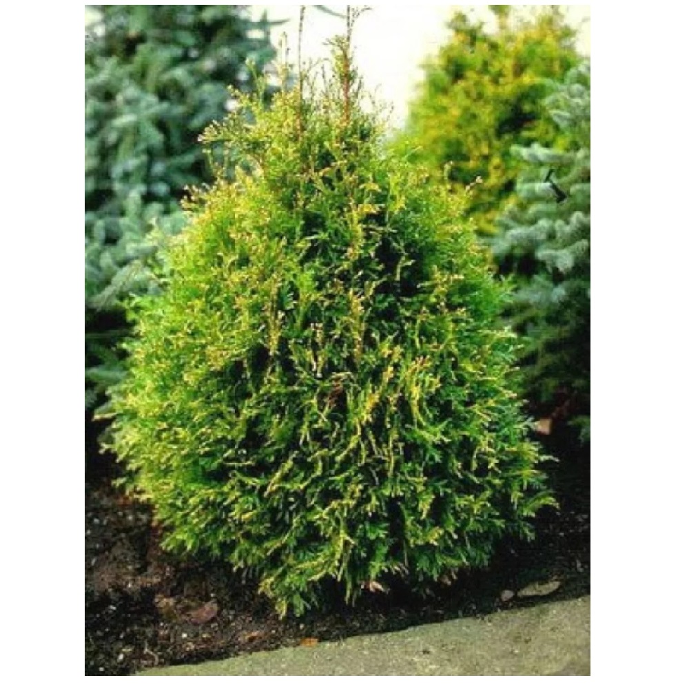 Туя западная Столвик С1-2  1шт/Thuja occidentalis Stolwijk  