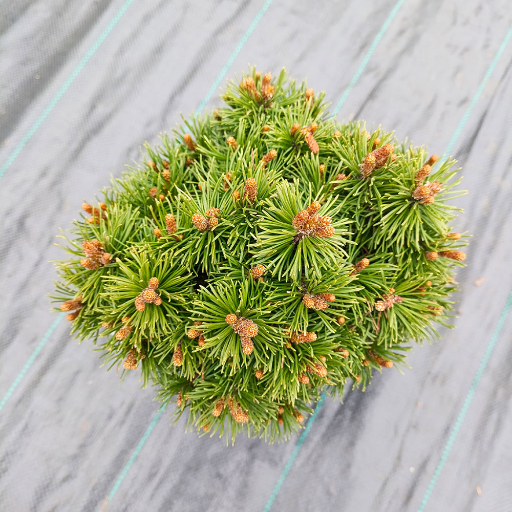Сосна горная Литомисл С5 1шт /Pinus mugo Litomyśl