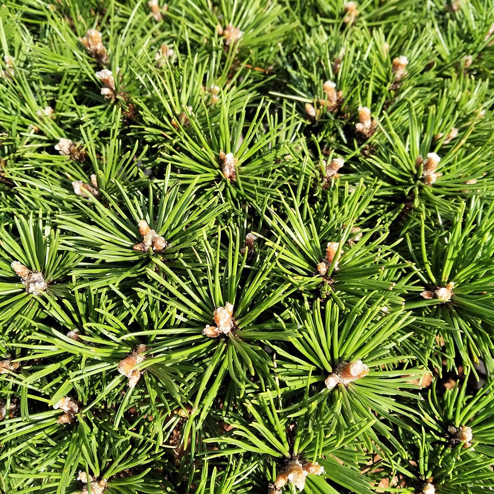 Сосна горная Бенджамин С15 (высота 30-40см) 1шт/ Pinus mugo Benjamin