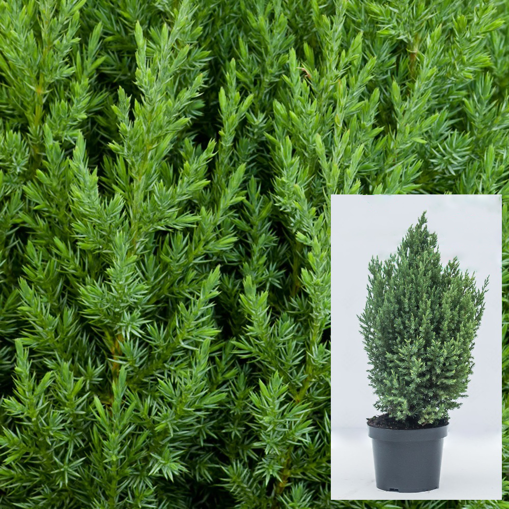 Можжевельник китайский Стрикта С2-3 1шт/Juniperus chinensis Stricta