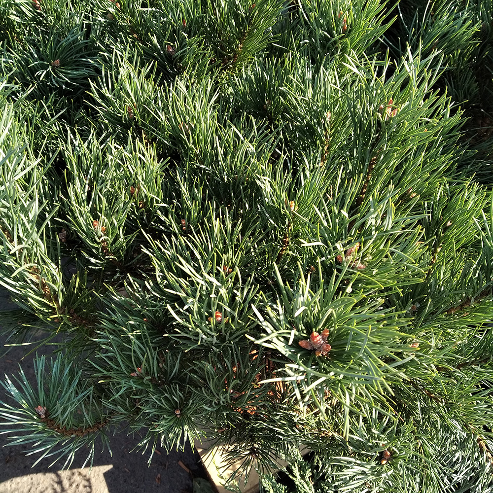 Сосна обыкновенная Ватерери С15 40/+ 1шт/Pinus sylvestris Watereri