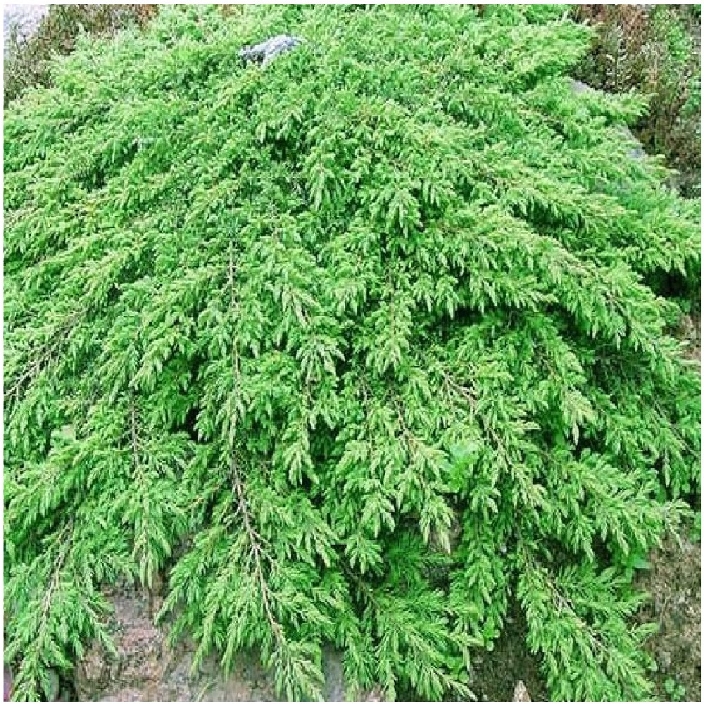 Можжевельник обыкновенный Репанда С2 1шт/Juniperus communis Repanda