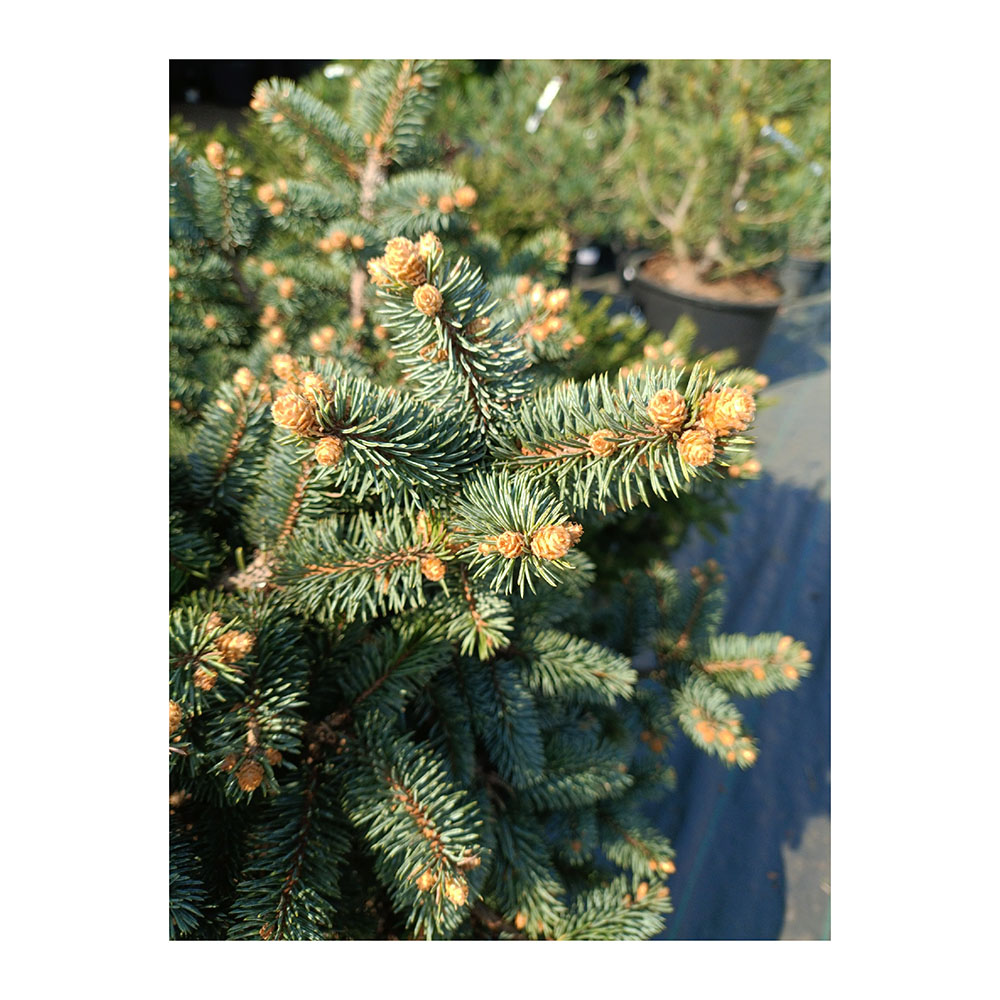 Ель колючая Глаука Глобоса С30 (40-60) 1шт/ Picea pungens Gauca Globosa