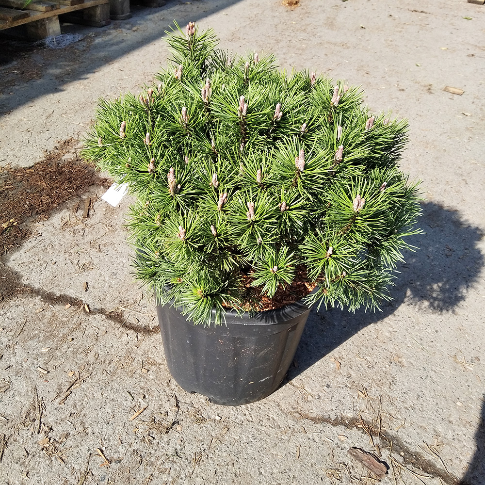 Сосна горная Мопс С15 (высота 30-40см) 1шт/Pinus mugo Mops