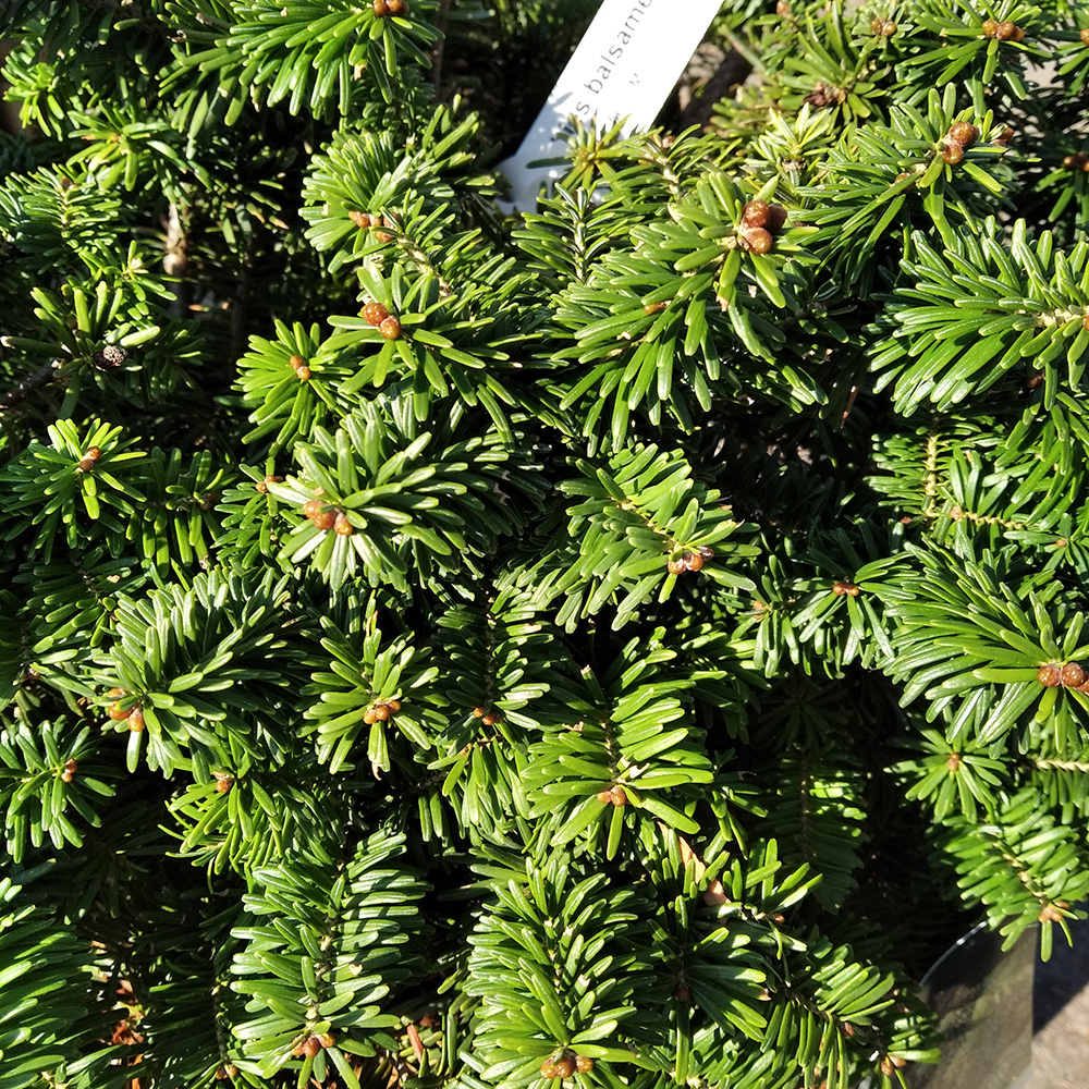 Ель сербская Нана С15 (высота 50-60см) 1шт/Picea omorika Nana
