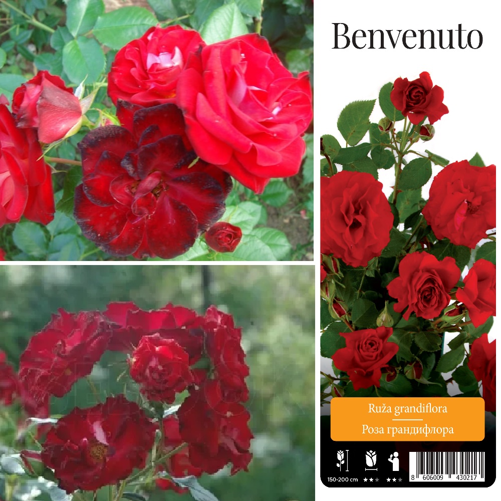 Роза Бенвенуто грандифлора 1шт С2-3/Rosa Benvenuto