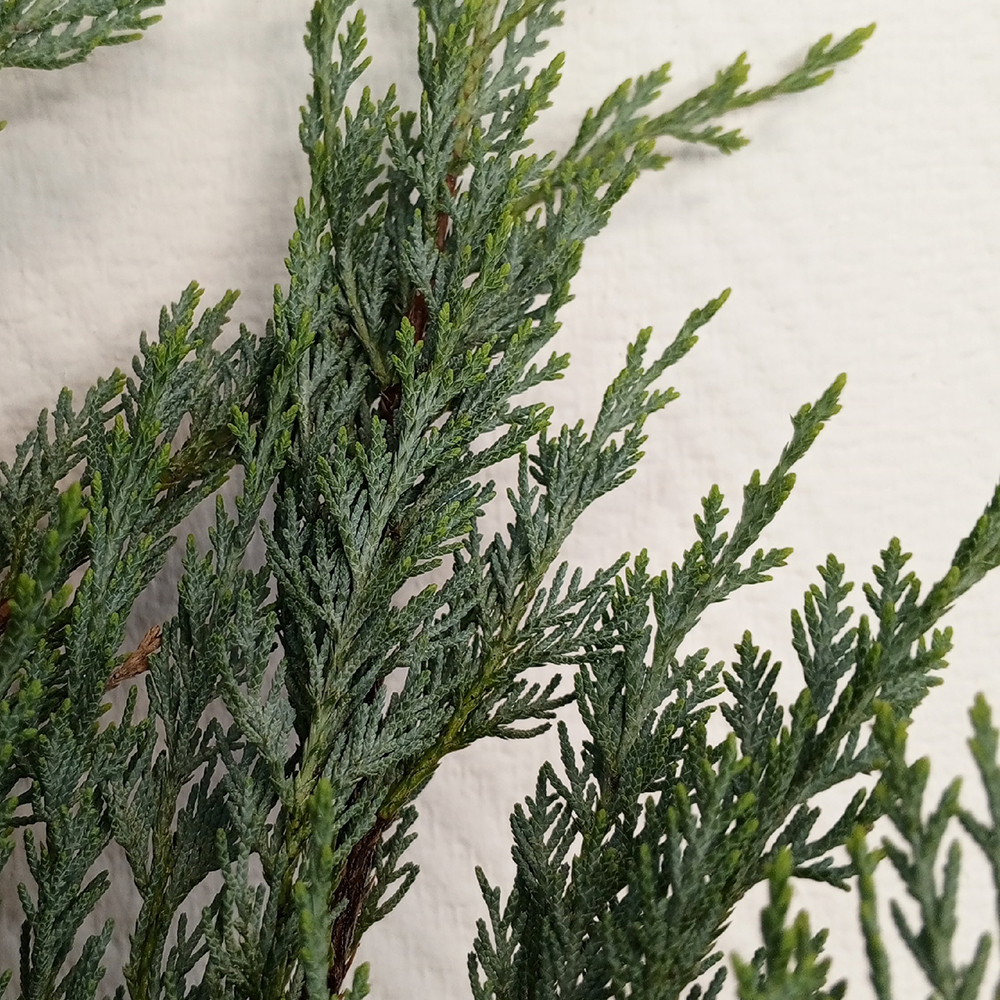 Можжевельник скальный Мунглоу С2 1шт/Juniperus scopulorum Moonglow