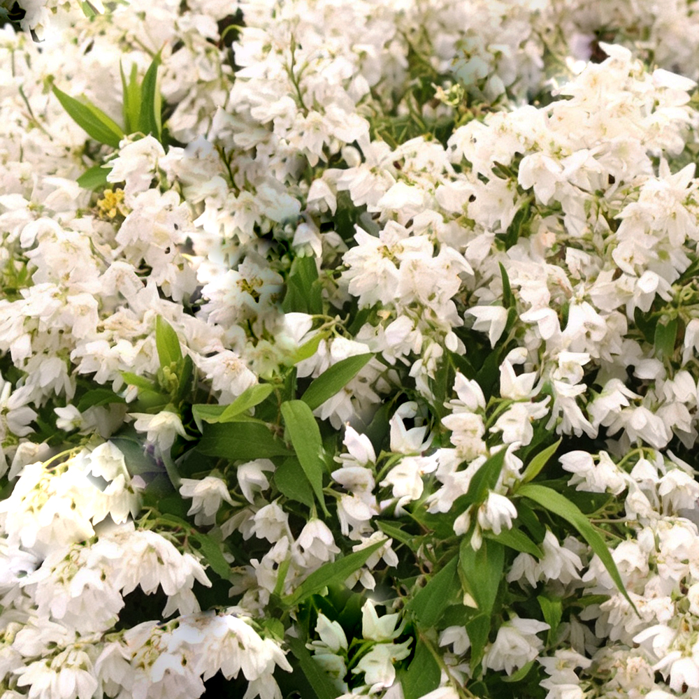 Дейция изящная Никко С5  1шт/Deutzia gracilis Nikko