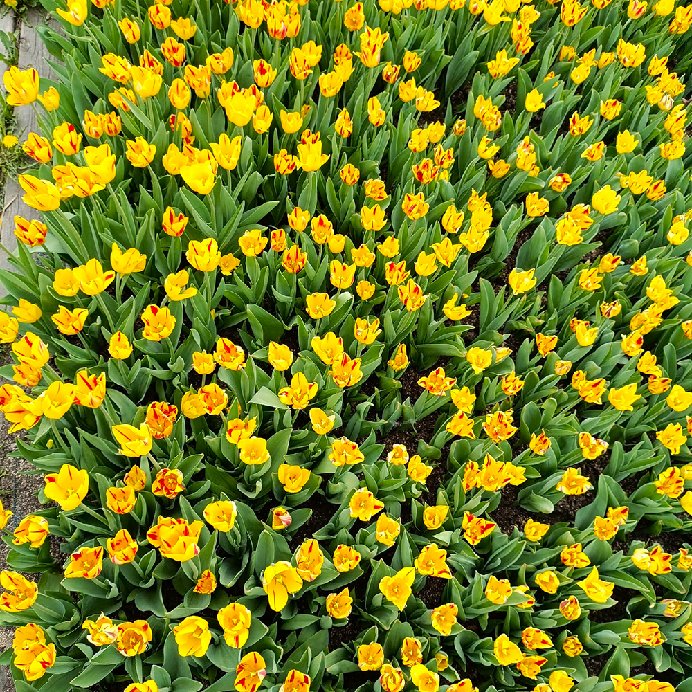 Тюльпаны Вашингтон 5шт Триумф 12/+/ Tulips Washington