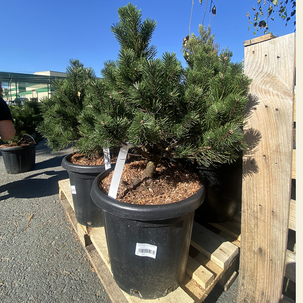 Сосна горная Гном С25 (высота 50-60см) 1шт /Pinus mugo Gnom