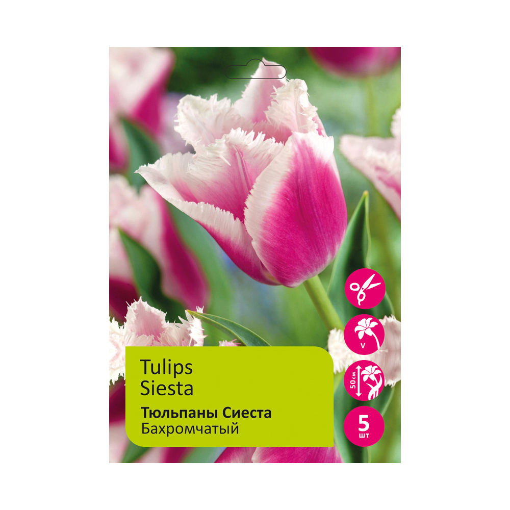 Тюльпаны Сиеста 5шт Бахромчатые 12+ /Tulip Siesta
