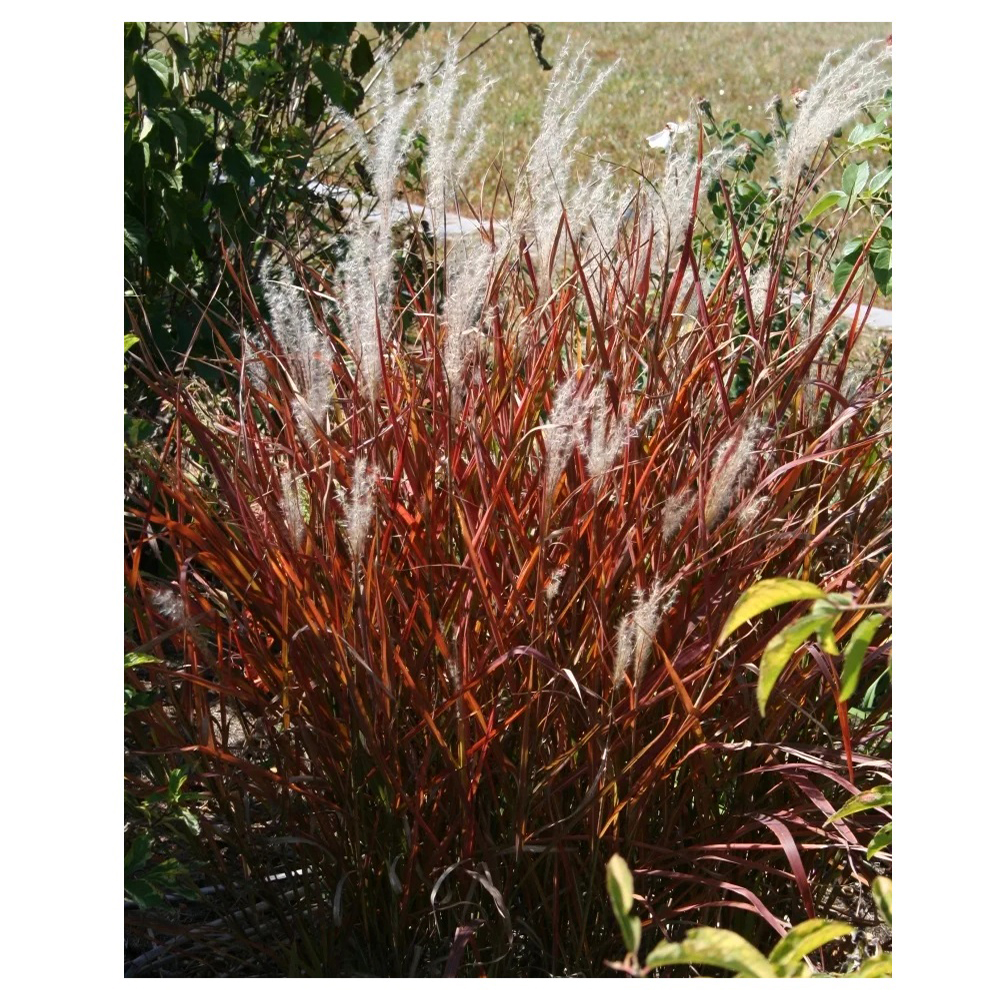 Мискантус китайский Пурпуресценс С5 1шт/Miscanthus sinensis Purpurascens