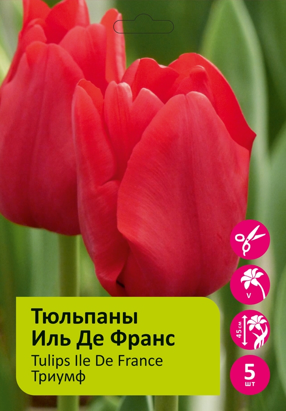 Тюльпаны Иль де Франс 5 шт 12/+/Tulip Ile de France