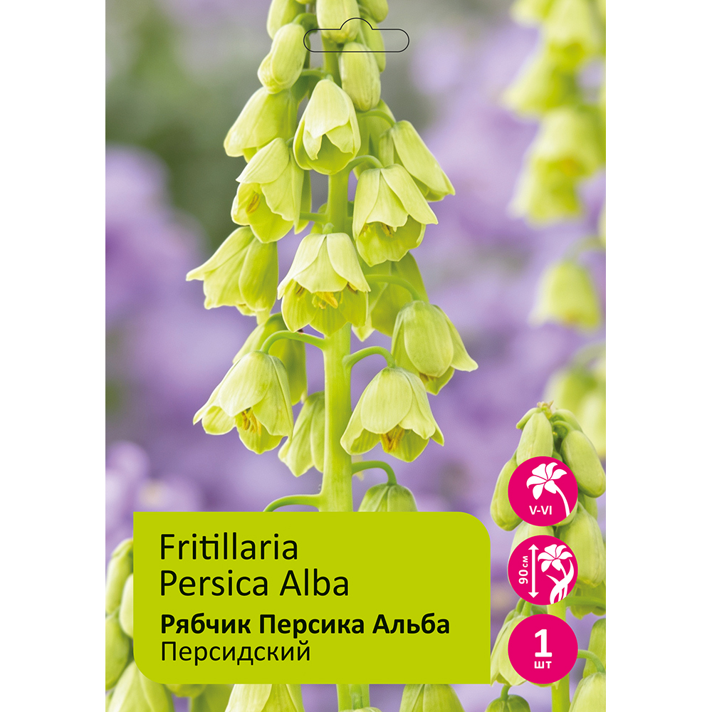 Рябчик/Фритиллярия Персика Альба персидский 1шт 18/20 /FRITILLARIA PERSICA ALBA