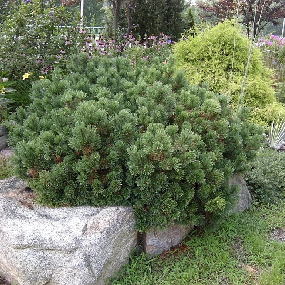 Сосна горная Мумпиц С30 (высота 40-50см) 1шт/Pinus mugo Mumpitz