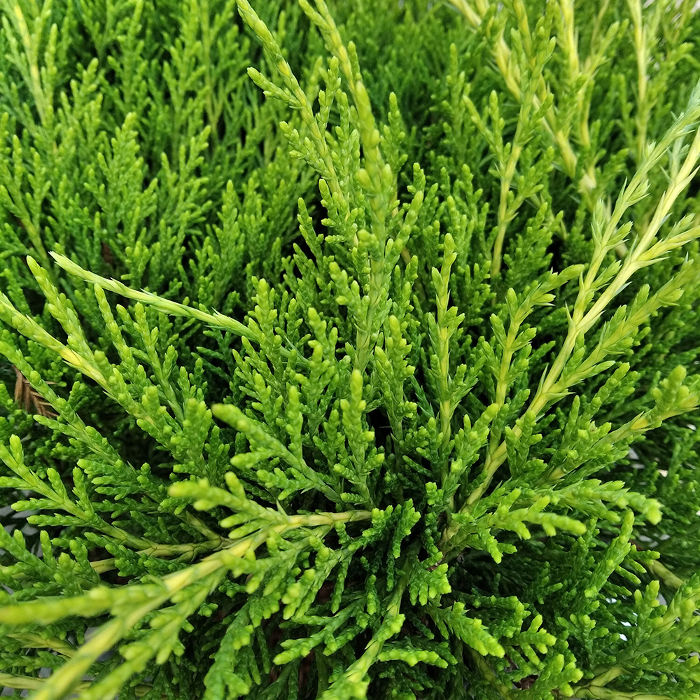 Можжевельник Пфитцера Олд Голд С10 30-40 1шт/Juniperus pfitzeriana Old Gold